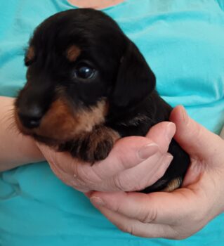 1 Hündin in Rauhaar Kaninchen/ Zwergdackel mit Ahnentafel