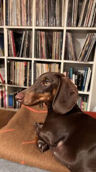 Dackelmädchen Pippa sucht ein liebevolles Zuhause ❤️