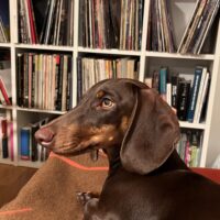 Dackelmädchen Pippa sucht ein liebevolles Zuhause ❤️