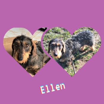 Ganze 25cm suchen ein neues Zuhause, schnell bevor der harte Winter in Rumänien beginnt