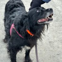 Hundedame Ronna verliert ihr Zuhause, dringend End- oder Pflegeplatz gesucht