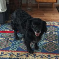 Hundedame Ronna verliert ihr Zuhause, dringend End- oder Pflegeplatz gesucht