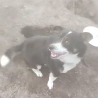 Timmy (33 cm klein / ca. 4 Jahre) 💔 Lebt an der Kette 💔Wird mit Essensresten gefüttert