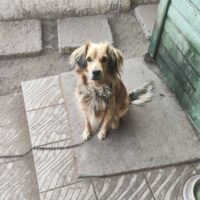 Bim - wurde von seiner eigenen Familie in die Tötung gebracht 💔