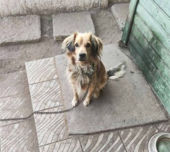 Bim - wurde von seiner eigenen Familie in die Tötung gebracht 💔