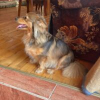 🧡Zuhause für Salwa gesucht🧡ca. 3 Jahre🧡28–29 cm🧡7,5 kg