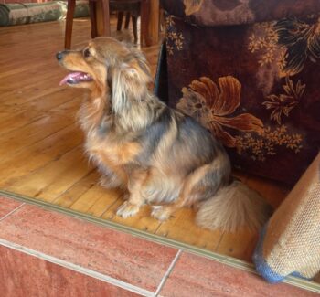 🧡Zuhause für Salwa gesucht🧡ca. 3 Jahre🧡28–29 cm🧡7,5 kg