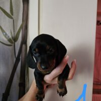 Süße Dackelwelpen Black and Tan