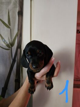 Süße Dackelwelpen Black and Tan