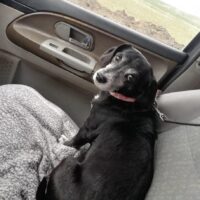 Vega Weibchen • geb.ca. 2012-2014 • 35cm