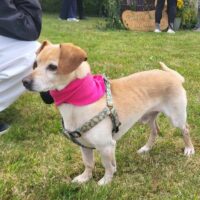 Rublis: Rüde • geb.ca. 2015-2017 • 33cm Tierheim “Telsiu Suniuku Namai”