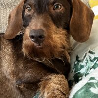 Hochwertige, vielversprechende Rauhaar-Welpen DTK/VDH Zucht, ab Februar geb. November 25