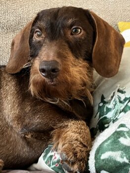 Hochwertige, vielversprechende Rauhaar-Welpen DTK/VDH Zucht, ab Februar geb. November 25