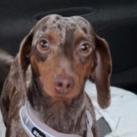 Suche (Zwerg)dackel Deckrüde