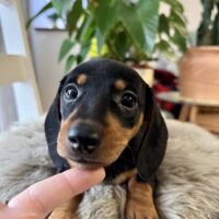 Ganz süße Dackelwelpen