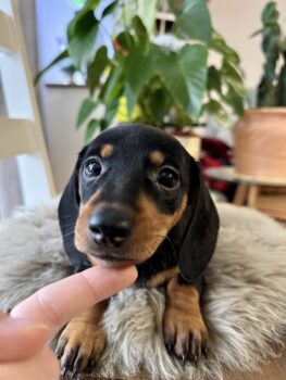 Ganz süße Dackelwelpen