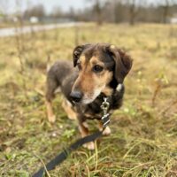 Volis: Rüde • 10+ Jahre alt • 35cm