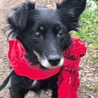 Tilda, wunderbare kleine Maus