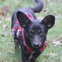 Laura 25cm geb. 01/2025 wartet in 31303 Burgdorf bei Hannover