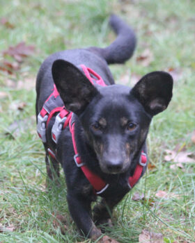 Laura 25cm geb. 01/2025 wartet in 31303 Burgdorf bei Hannover