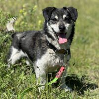 Chilli: Rüde • geb.ca. 2015-2017 • 30cm • 6kg