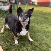 Tobyte • Weibchen • geb.ca. 2013-2015 • 35cm