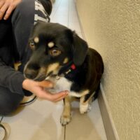 Gurukas: Rüde • geb.ca. 2024 • 35cm • 10kg