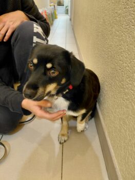 Gurukas: Rüde • geb.ca. 2024 • 35cm • 10kg