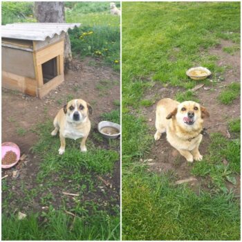 Marlis: Rüde • geb.ca. 2016-2018 • 35cm