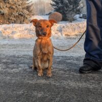 LISA - ca. 35 cm groß, etwa 3 Jahre