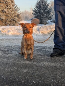 LISA - ca. 35 cm groß, etwa 3 Jahre