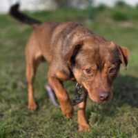 Metas: Rüde • geb.ca. 2021-2023 • 45cm