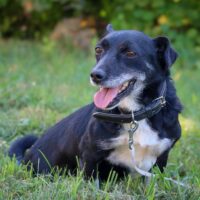 Norutis: Rüde • geb.ca. 2018-2020 • 35cm • 11kg