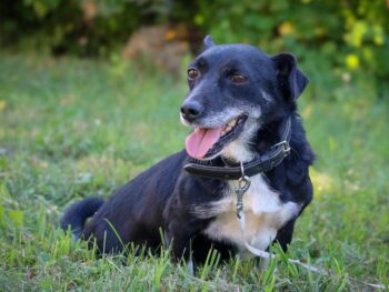 Norutis: Rüde • geb.ca. 2018-2020 • 35cm • 11kg