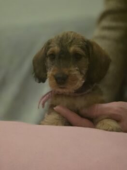 Feine dürrlaubfarbene Zwerg-Rauhhaardackel Welpen