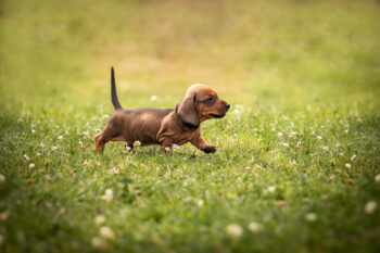 Kurzhaar-Zwerg-Dackel-Welpen