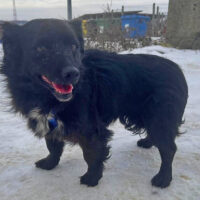 Chanel 33 cm geb. 04/2014 kann sofort nach Deutschland kommen