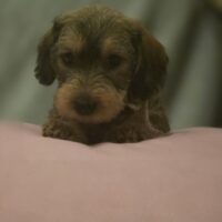 Feine dürrlaubfarbene Zwerg-Rauhhaardackel Welpen