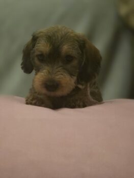 Feine dürrlaubfarbene Zwerg-Rauhhaardackel Welpen