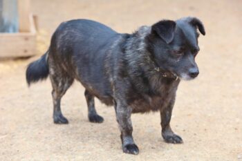 Tuzas: Rüde • geb.ca. 2016-2018 • 35cm • 13.7kg