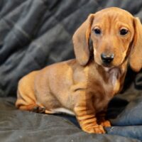 Dackel Welpen Zwerg Kurzhaar