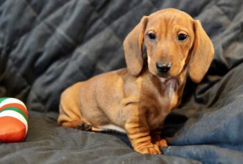 Dackel Welpen Zwerg Kurzhaar