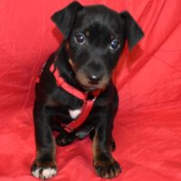 Herby geb. ca.11/2025 (n0ch in Ungarn)