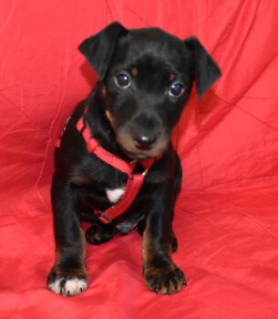 Herby geb. ca.11/2025 (n0ch in Ungarn)