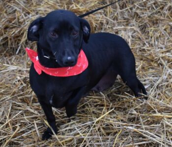 Hedda geb. ca. 11/2022 (noch in Ungarn)