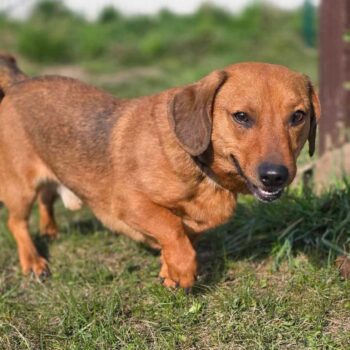 Deschas: Rüde • geb.ca. 2020-2022 • 35cm