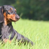 FCI/VDH Dackelwelpen jetzt aktuell Januar 2026