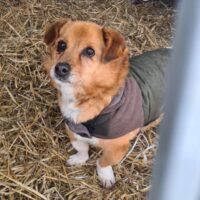 Reksiukas: Rüde • geb.ca. 2013-2015 • 35cm