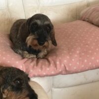 Liebe Dackelfreunde,