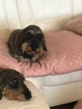 Liebe Dackelfreunde,